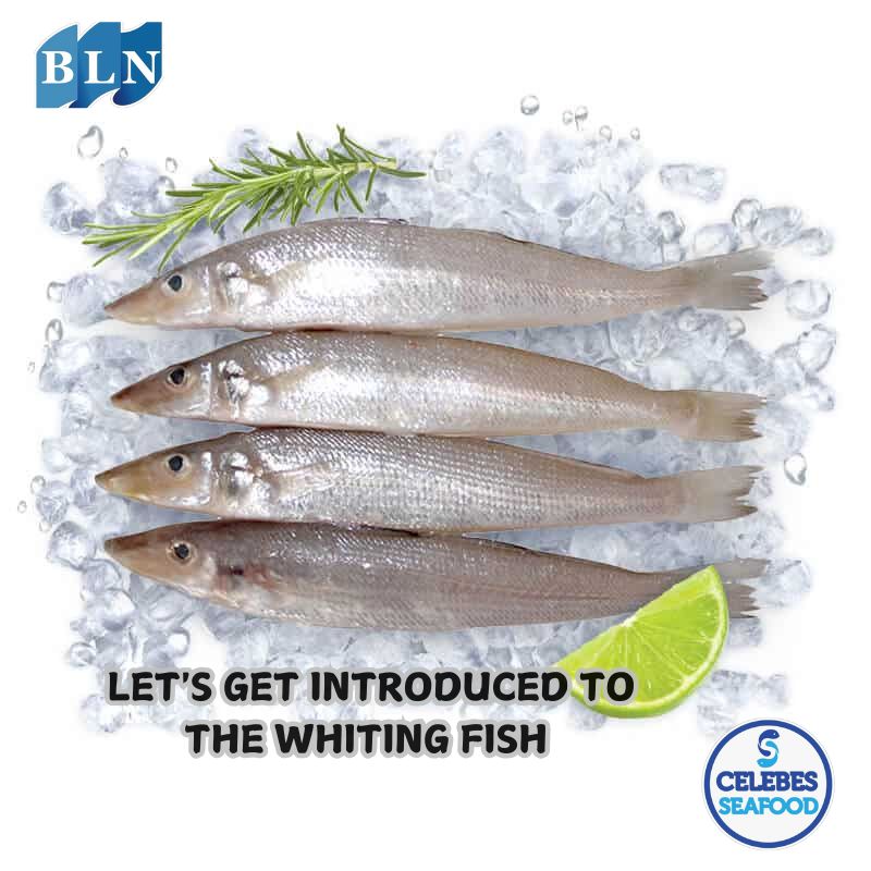 Let's Get Introduced To The Witing Fish